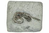 Fossil Crinoid (Camptocrinus) - Crawfordsville, Indiana #291774-1